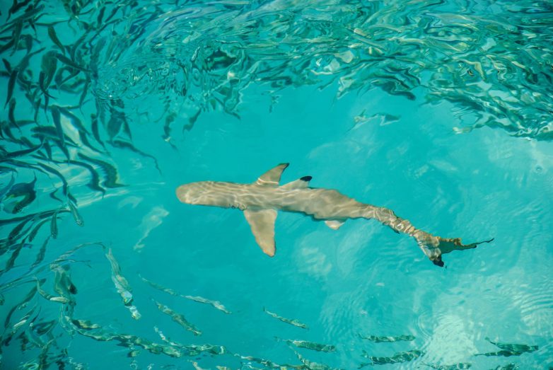 Подборка малоизвестных фактов об акулах