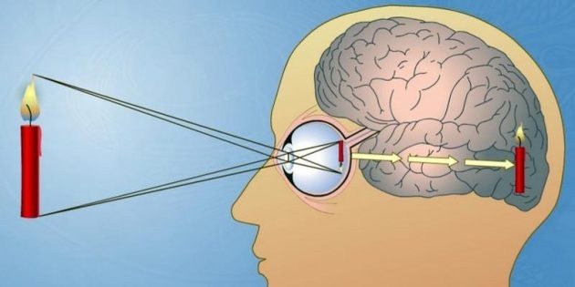 Как мозг нас обманывает и показывает нам не то, что мы видим на самом деле