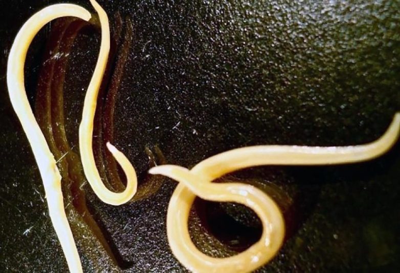 Российские учёные оживили 42-тысячелетних червей