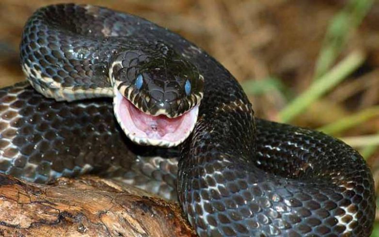 10 распространённых мифов о змеях, в которые пора перестать верить