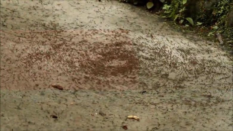 Загадка муравьиных кругов смерти
