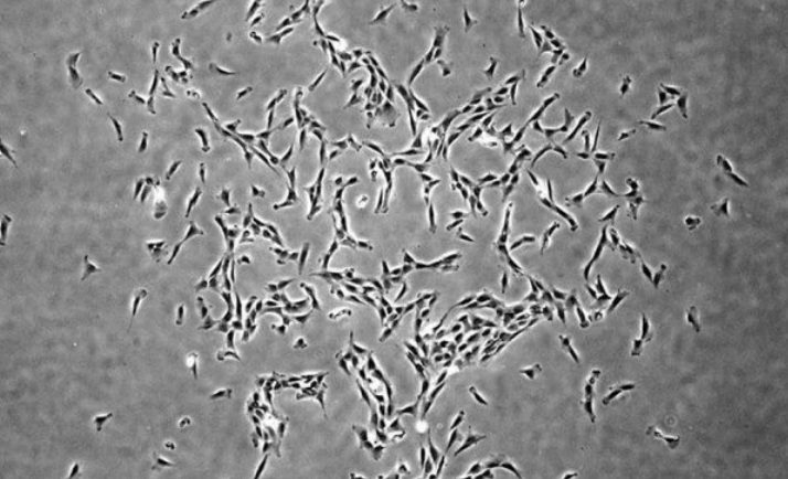 Учёные открыли новый вид стволовых клеток