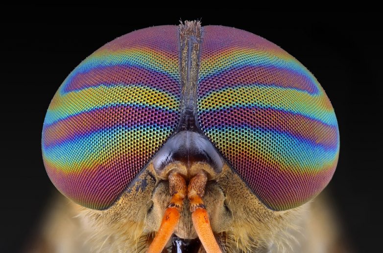 Фантастический макромир насекомых на фото и интересные факты о них