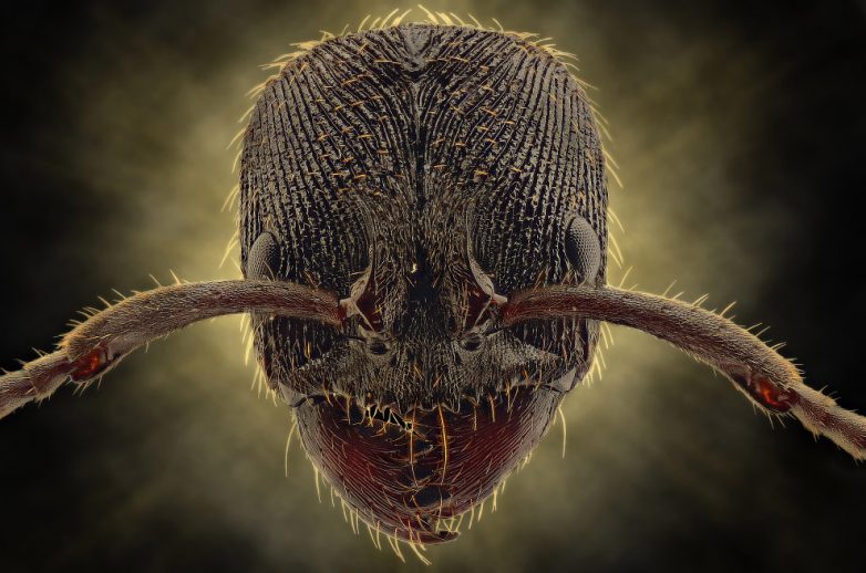Фантастический макромир насекомых на фото и интересные факты о них