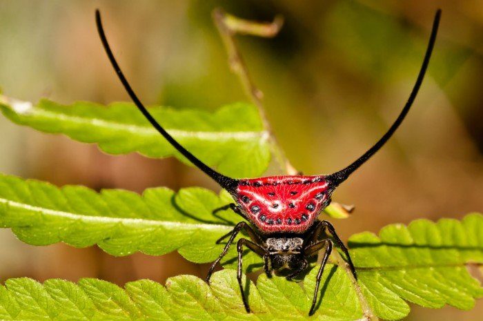 Самые необычные насекомые нашей планеты