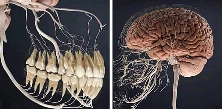 11 изображений, которые расскажут о нашем организме лучше любого учителя анатомии