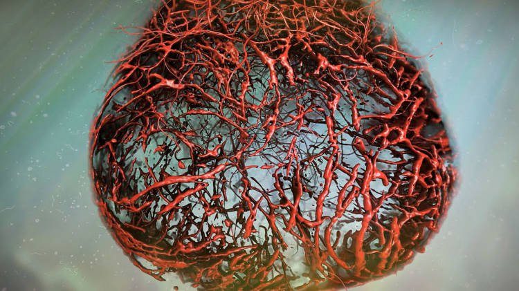 Учёные научились выращивать кровеносные сосуды в лабораторных условиях