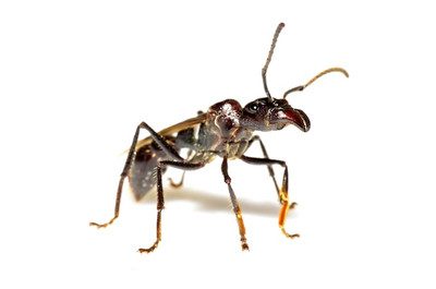 10 самых страшных насекомых на планете