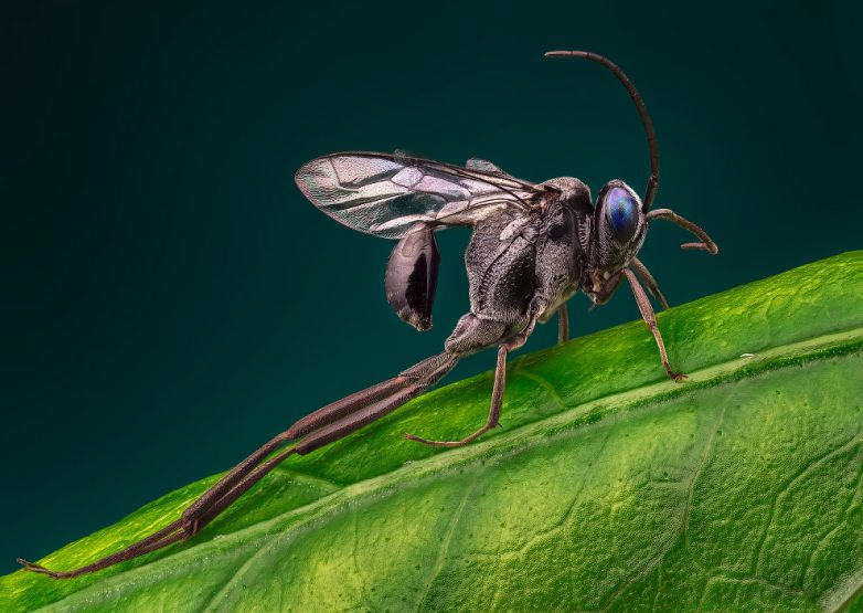 Макрофотографии насекомых, от которых становится немного жутко