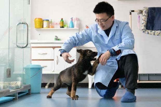 В Китае на полицейскую службу заступит собака-клон