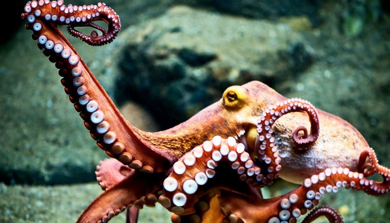 Порция интересных фактов об осьминогах