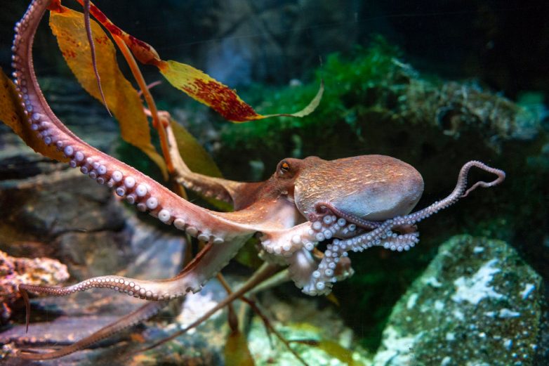 Порция интересных фактов об осьминогах