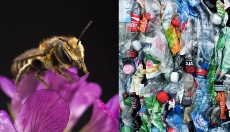 Австралийские пчёлы научились строить дома из пластика