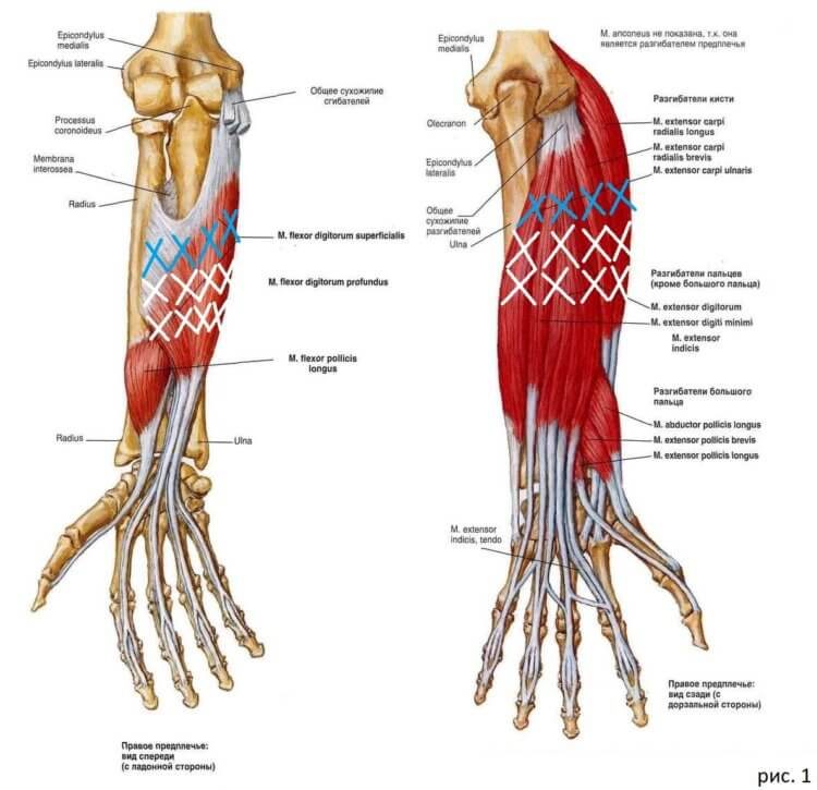 Мышцы предплечья передняя группа глубокий слой