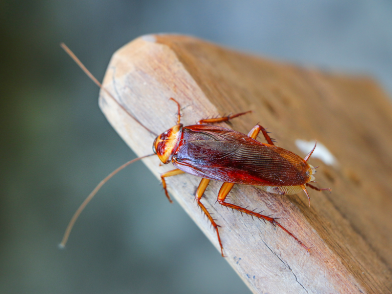 Как тараканы превращаются в неуязвимых суперсуществ