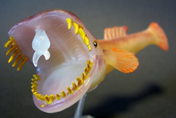 Странное чудовище из морских глубин