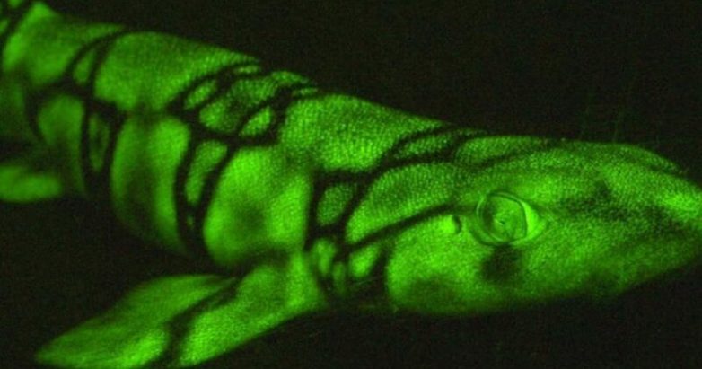 Светящиеся хищницы: учёные выявили у глубоководных акул новый механизм флуоресценции