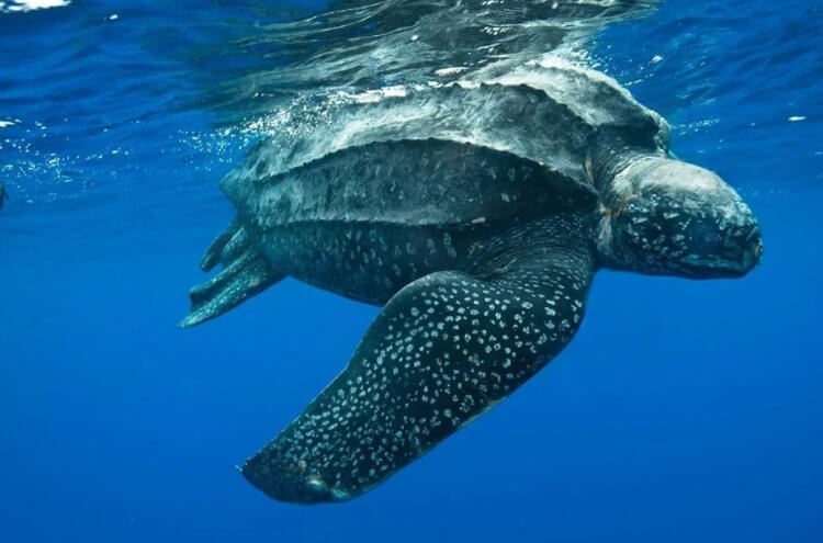 Во Флориде нашли самую большую черепаху в мире