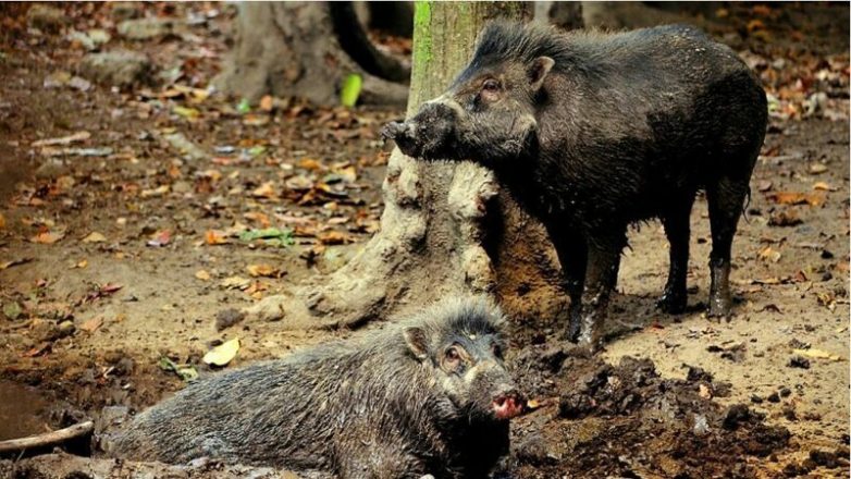 Как свиньи меняют наши представления о границах разумного