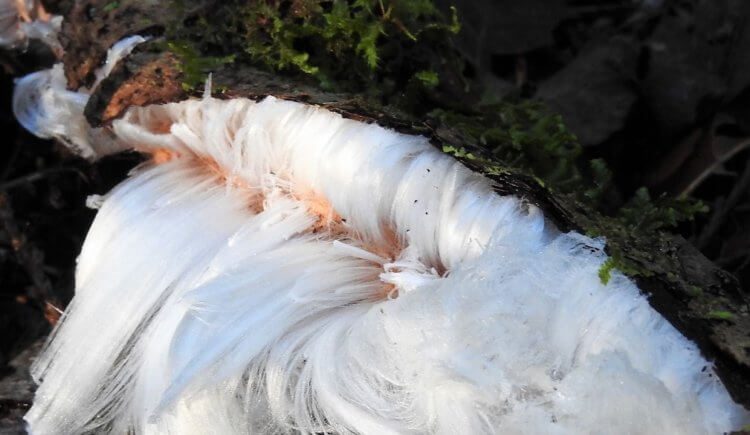 Ледяные волосы: природный феномен, которому найдено объяснение