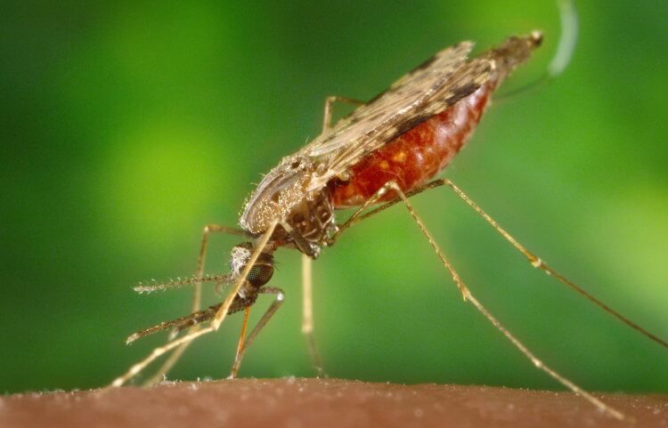 Учёные разгадали тайну секретного оружия малярийных комаров