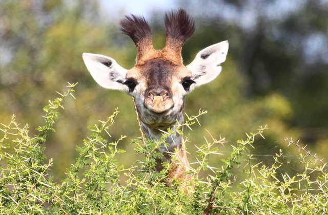 Вопрос на засыпку: зачем жирафу длинная шея?