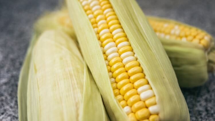 Холодоустойчивая кукуруза: уже реальность?