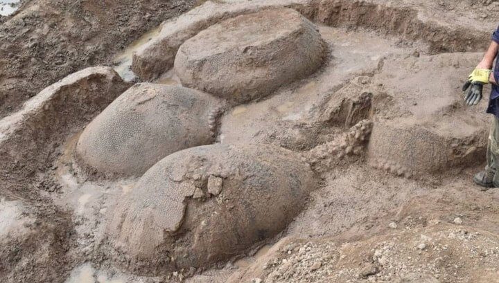 В Аргентине нашли останки гигантских предков современных броненосцев