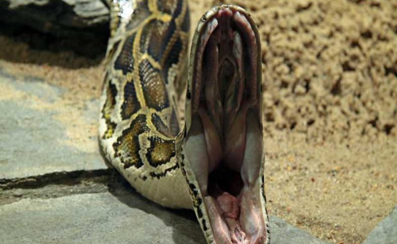 7 самых длинных змей планеты