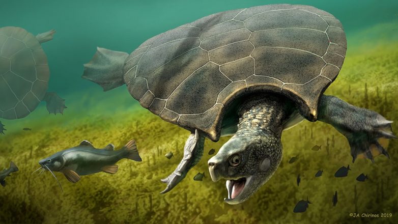 В Южной Америке раскопали панцирь огромной древней черепахи