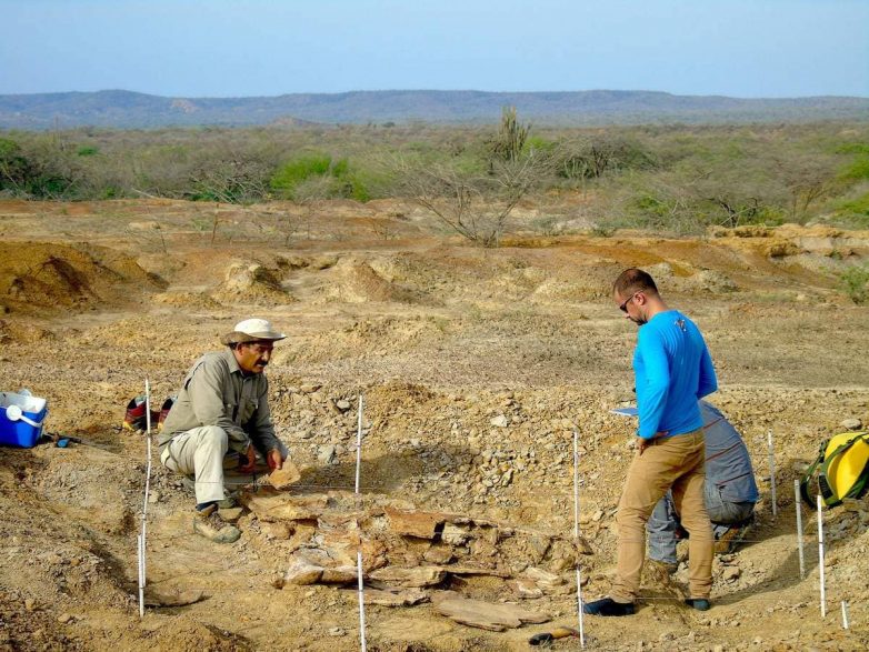 В Южной Америке раскопали панцирь огромной древней черепахи