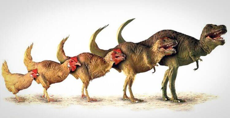 От тираннозавра до курицы один эволюционный шаг?