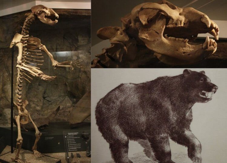 Предки ни при чём! Почему вымерли пещерные медведи?