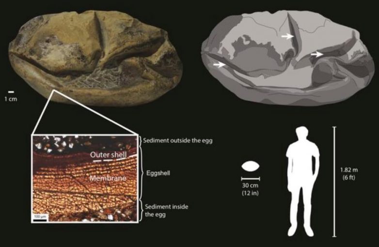 В Антарктиде найдено яйцо древнего чудовища