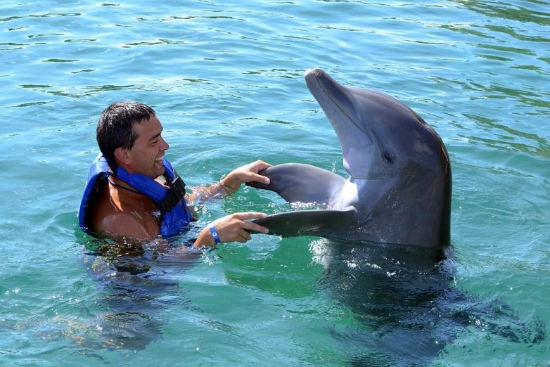 Вопрос на засыпку: почему дельфины спешат на помощь?