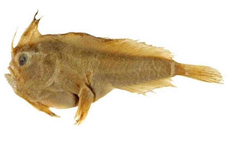 Прощай, Sympterichthys unipennis. Рыба с ирокезом признана вымершей