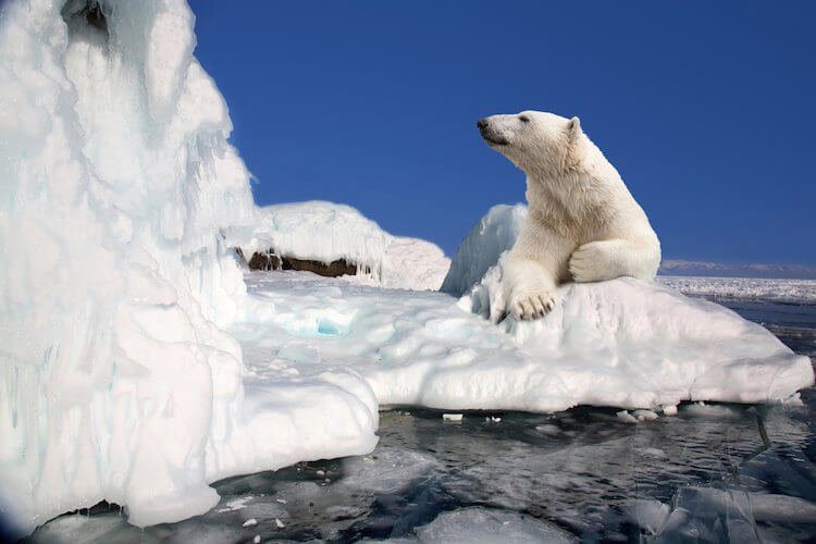 Знакомьтесь: Северный полюс. 20 фактов о крае света