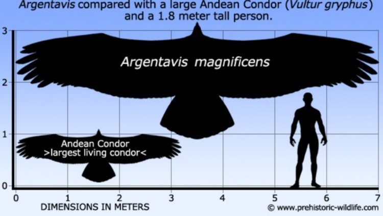 На расслабоне: как андские кондоры преодолевают огромные расстояния без взмахов крыльями?