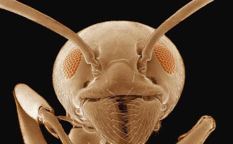 Интересное об «адских муравьях»