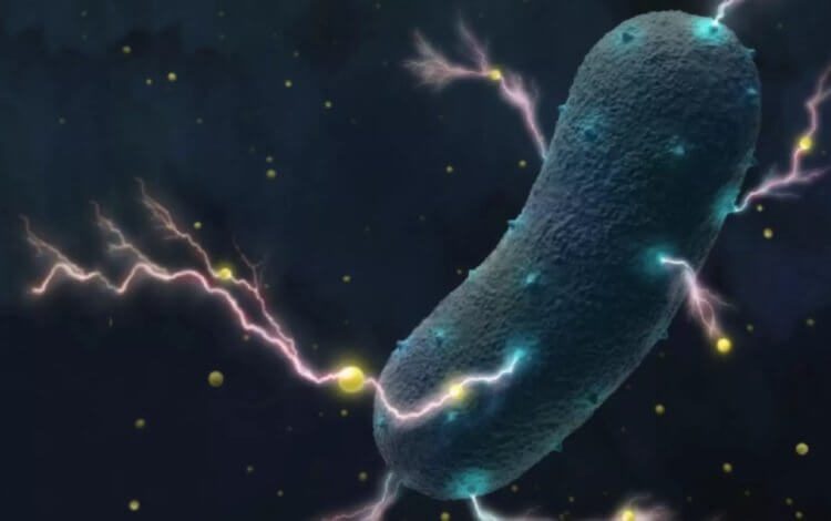 Что едят бактерии?