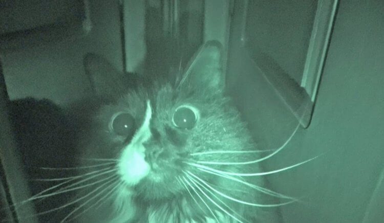 Тыгыдык-тыгыдык: почему котики бегают по ночам?