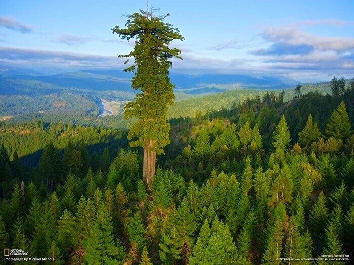 Всё выше и выше: 10 деревьев-рекордсменов