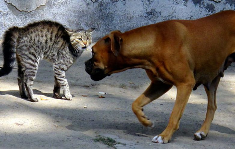 Почему кошки и собаки не любят друг друга