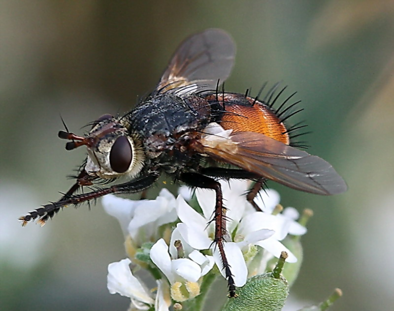 Мухи в лесу. Муха тахина. Тахины Ежемухи Tachinidae. Тахина (Tachinidae) Муха. Двукрылые мухи тахины.