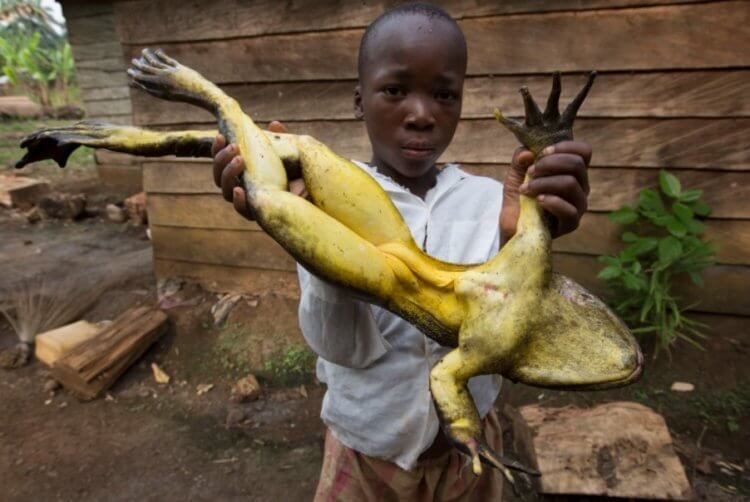 Самая крупная лягушка в истории могла питаться динозаврами