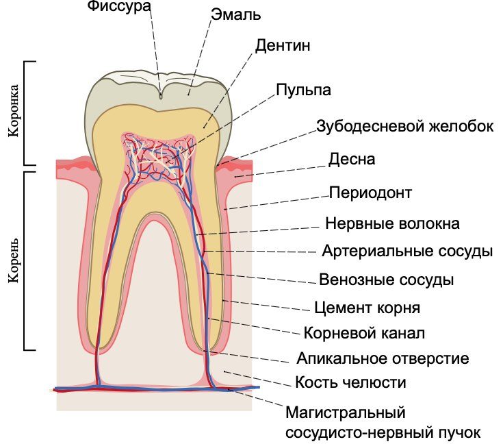 Вопрос на засыпку: почему зубы желтеют?