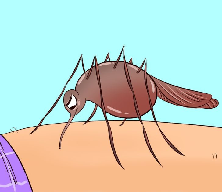 Что происходит с нашим телом, когда нас кусают комары?