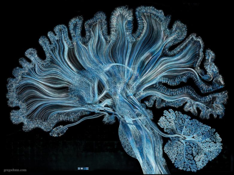 Графический процессор головного мозга: ода мозжечку