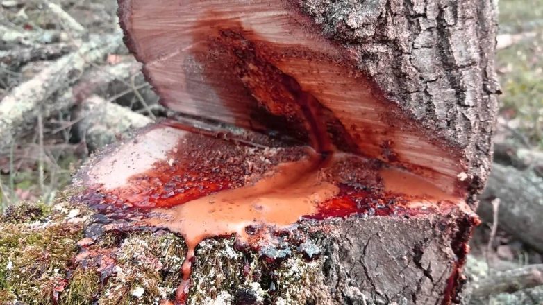 Кровоточащее дерево Pterocarpus angolensis