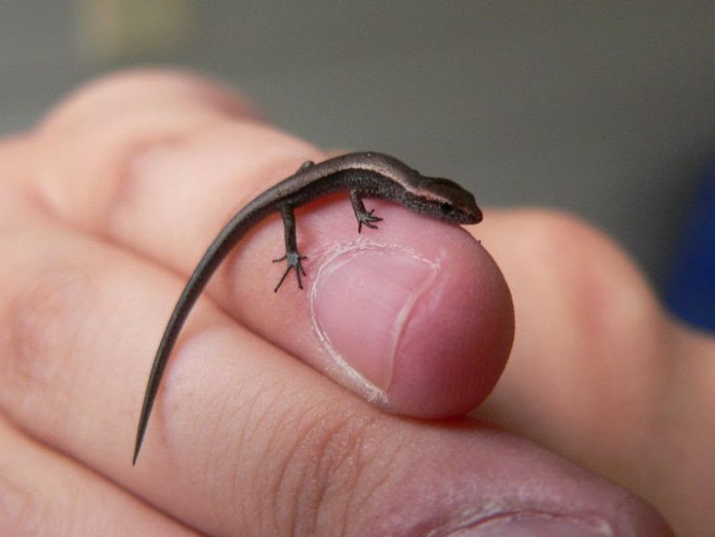 Маленькие, но иногда удаленькие: самые миниатюрные животные планеты